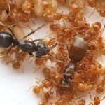 Parasitic ant tricks workers into killing their queen, then usurps her