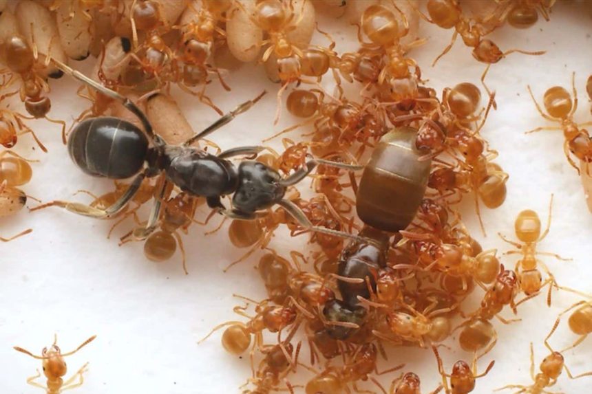 Parasitic ant tricks workers into killing their queen, then usurps her