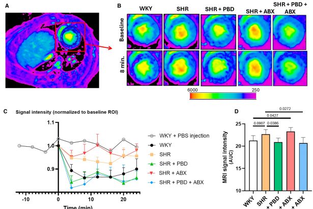 Plant-based diet can prevent, reverse form of heart disease in animals with hypertension