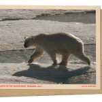 Polar bear on ice in Arctic Circle : NPR