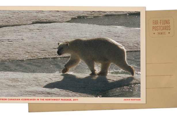 Polar bear on ice in Arctic Circle : NPR