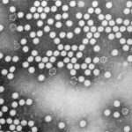 Poliovirus, SNAP, malaria, MAHA summit: Morning Rounds