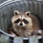 Raccoons Are Showing Early Signs of Domestication