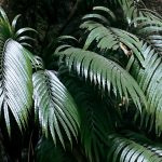 Rare Earth Element Crystals Found Forming in a Plant For The First Time : ScienceAlert