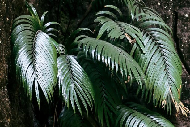 Rare Earth Element Crystals Found Forming in a Plant For The First Time : ScienceAlert