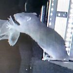 Rats are snatching bats out of the air and eating them