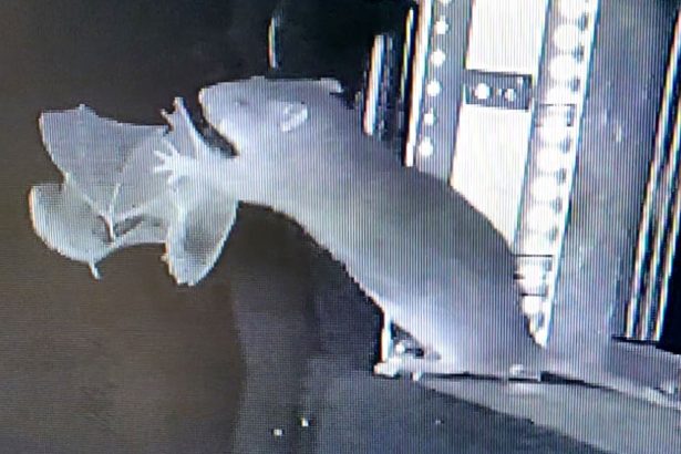 Rats are snatching bats out of the air and eating them