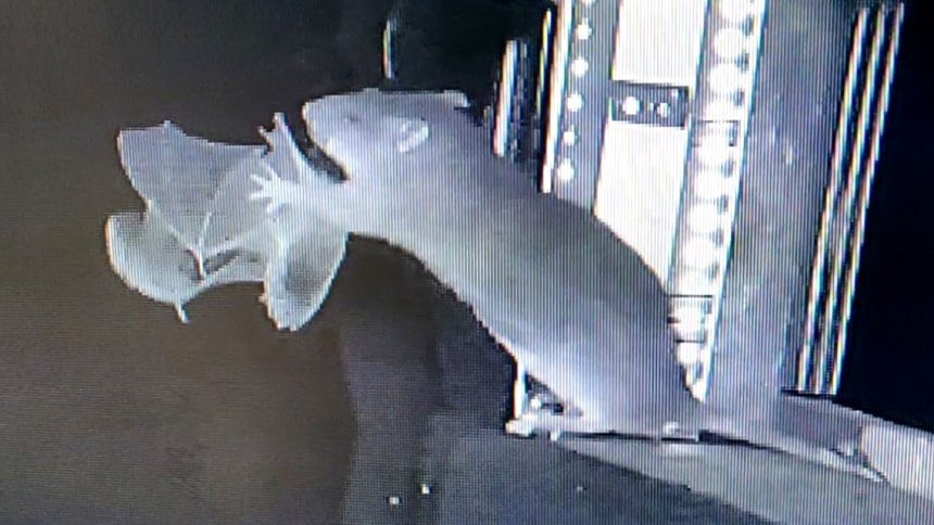 Rats are snatching bats out of the air and eating them