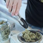 Researcher proposes new medical training on cannabis use