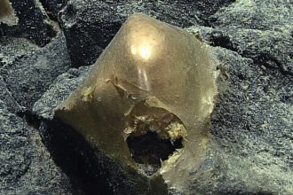 Scientists Found a Mysterious Golden Orb at The Bottom of The Ocean : ScienceAlert