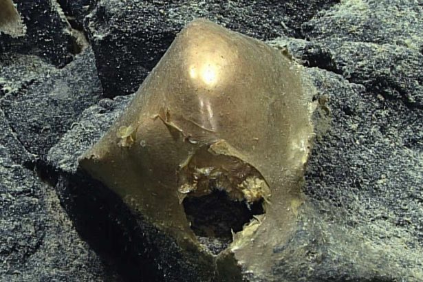 Scientists Found a Mysterious Golden Orb at The Bottom of The Ocean : ScienceAlert