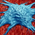 Scientists Have Discovered a Special Type of Immune Cell That Slows Aging : ScienceAlert