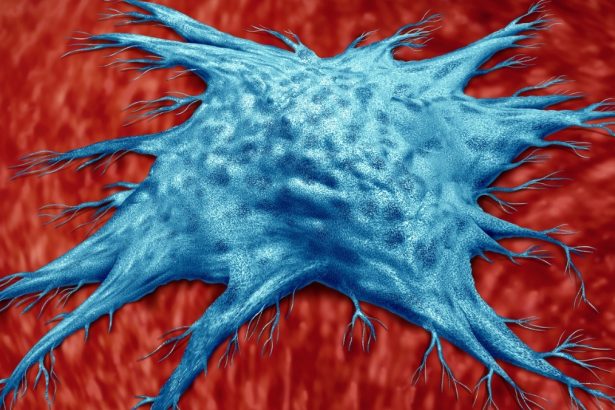 Scientists Have Discovered a Special Type of Immune Cell That Slows Aging : ScienceAlert