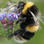 Scientists Have Trained Bumblebees to Understand a Form of Morse Code : ScienceAlert