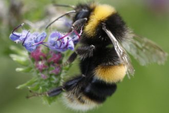Scientists Have Trained Bumblebees to Understand a Form of Morse Code : ScienceAlert