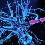 Scientists Identify Neurons Driving Anxiety – And How to Calm Them : ScienceAlert