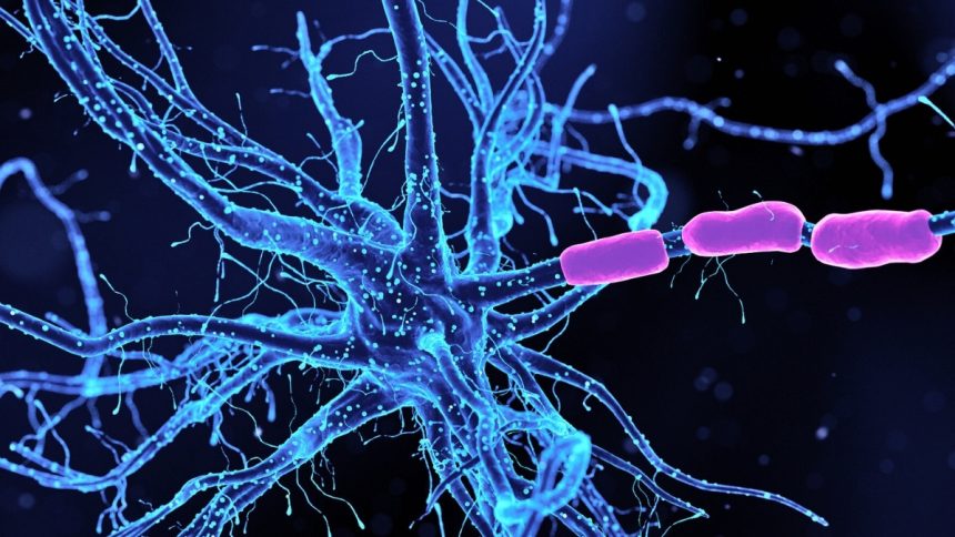 Scientists Identify Neurons Driving Anxiety – And How to Calm Them : ScienceAlert