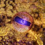 Scientists Recreate Rare Pigment Behind Octopus ‘Superpowers’ : ScienceAlert