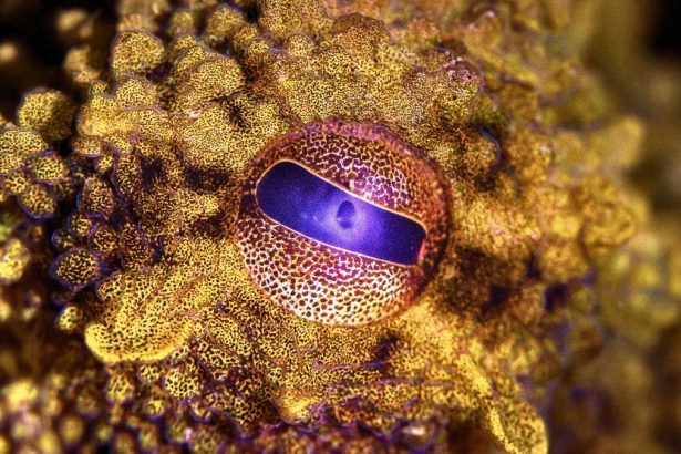 Scientists Recreate Rare Pigment Behind Octopus ‘Superpowers’ : ScienceAlert