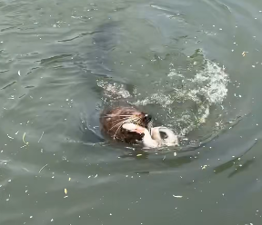 Seal v eel: Hunting down a snack in the Heathcote River
