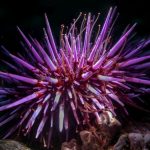 Shock Discovery Reveals Sea Urchins Are Basically ‘All Brain’ : ScienceAlert