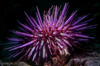 Shock Discovery Reveals Sea Urchins Are Basically ‘All Brain’ : ScienceAlert