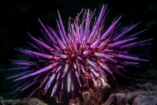 Shock Discovery Reveals Sea Urchins Are Basically ‘All Brain’ : ScienceAlert
