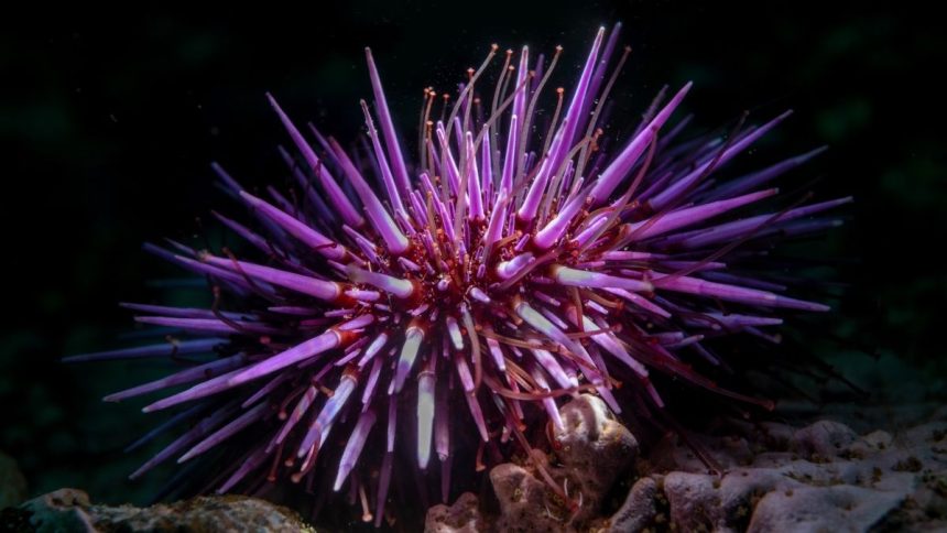 Shock Discovery Reveals Sea Urchins Are Basically ‘All Brain’ : ScienceAlert