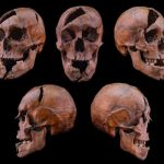 Skeleton with brutal injuries identified as duke assassinated in 1272