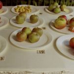 ‘Some Interesting Apples’ Delves into the World of Feral Fruit — Colossal