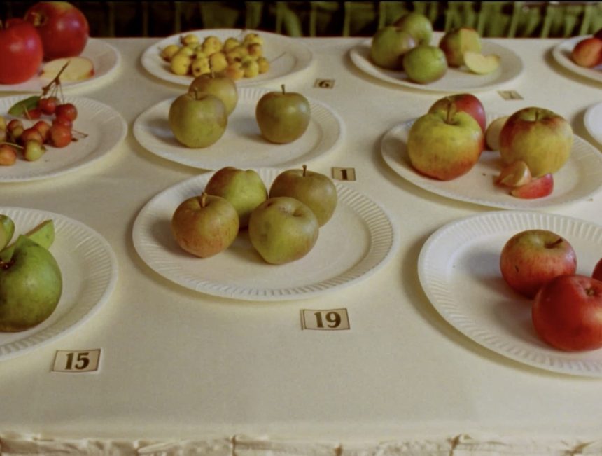 ‘Some Interesting Apples’ Delves into the World of Feral Fruit — Colossal
