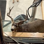 Sparring bucks break into Douglas County home near Roxborough Park
