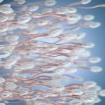 Sperm’s evolutionary origins go back before multicellular animals