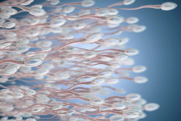 Sperm’s evolutionary origins go back before multicellular animals