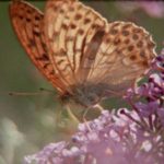 Super Nature review: Nature documentary shot on Super 8 film is ravishing and unpredictable