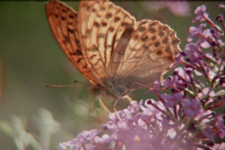 Super Nature review: Nature documentary shot on Super 8 film is ravishing and unpredictable