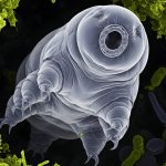 Tardigrades Have a Genetic Secret, And It Could Boost Human Resilience : ScienceAlert