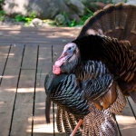 The Conservation Success That Saved Wild Turkeys across the Country