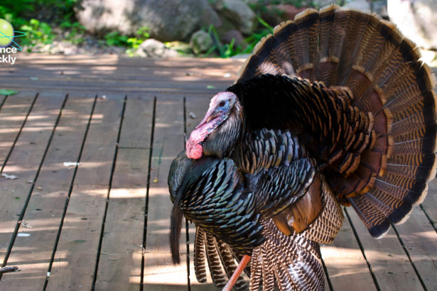 The Conservation Success That Saved Wild Turkeys across the Country