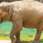 The National Zoo Is Expecting A Baby Elephant — Here’s Why It Could Be A Mammoth Feat