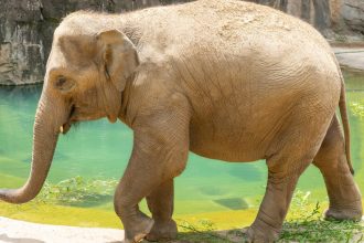 The National Zoo Is Expecting A Baby Elephant — Here’s Why It Could Be A Mammoth Feat
