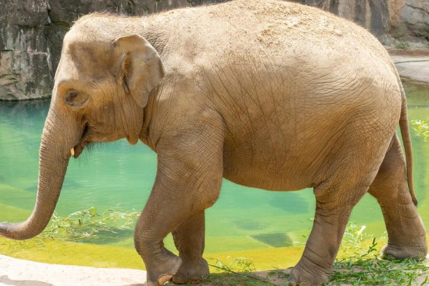 The National Zoo Is Expecting A Baby Elephant — Here’s Why It Could Be A Mammoth Feat