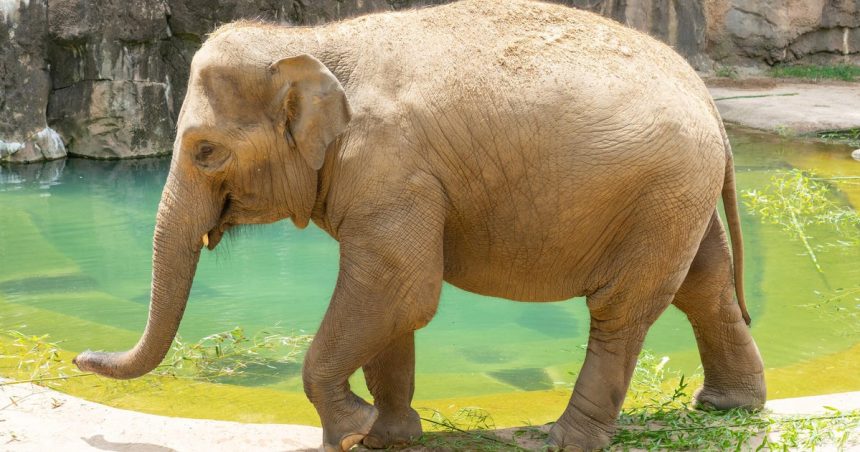 The National Zoo Is Expecting A Baby Elephant — Here’s Why It Could Be A Mammoth Feat