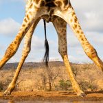 The Surprising Reason Why Giraffes Have Such Very Long Legs : ScienceAlert