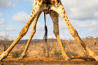 The Surprising Reason Why Giraffes Have Such Very Long Legs : ScienceAlert