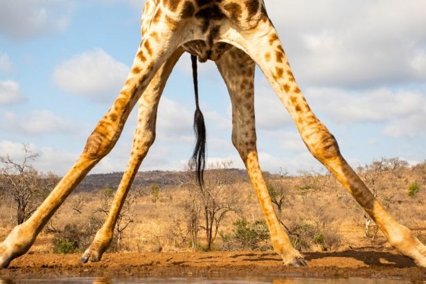 The Surprising Reason Why Giraffes Have Such Very Long Legs : ScienceAlert