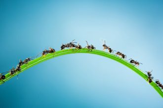 The Wonder of the Emergent Mind (with Gaurav Suri)