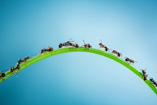 The Wonder of the Emergent Mind (with Gaurav Suri)