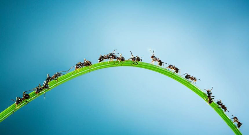 The Wonder of the Emergent Mind (with Gaurav Suri)