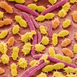 The gut microbiome may play a role in shaping our personality The gut microbiome may play a role in shaping our personality